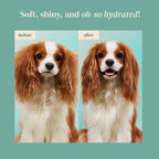 Rice Water Paw & Facial Shampoo